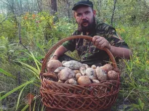 Названы самые лучшие грибные места в Ростовской области в 2024 году