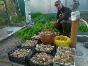 Ростовский грибник Игорь Юдин рассказал, как правильно собирать грибы