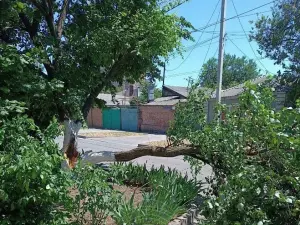 В Ростове на улице Народного ополчения упавшее дерево перегородило дорогу