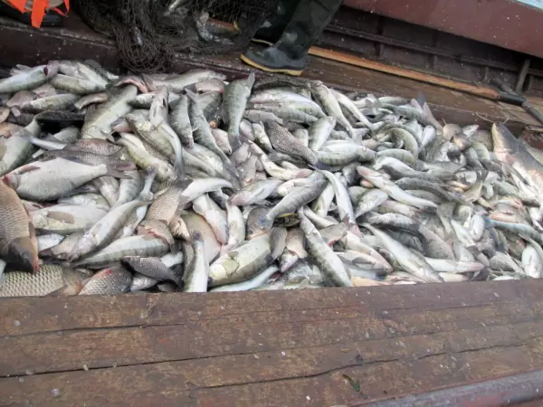 В Ростовской области из-за солености Азовского моря снизилась популяция судака
