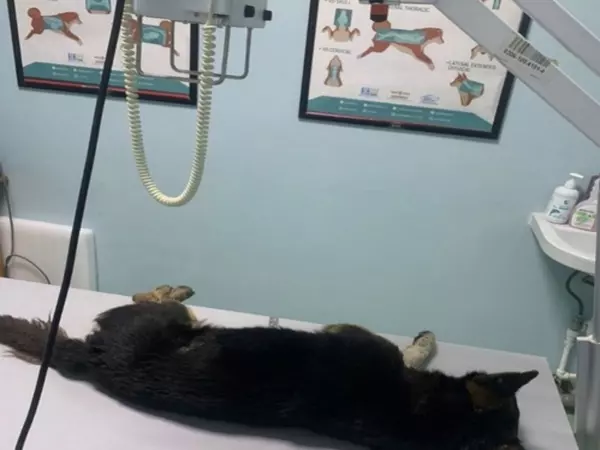 В Ростове ветеринары борются за жизнь собаки со сгнившим половым органом