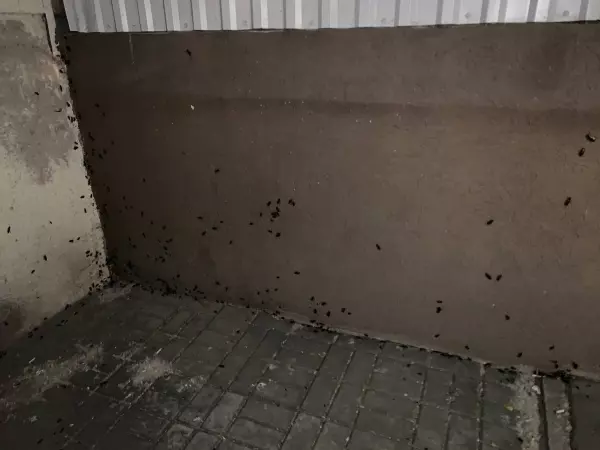 В Ростове жилой дом на Лермонтовской атаковали полчища тараканов