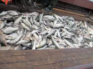 В Ростовской области из-за солености Азовского моря снизилась популяция судака