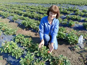Победительница проекта «Четыре дачи» рассказала о правилах для хорошего урожая клубники