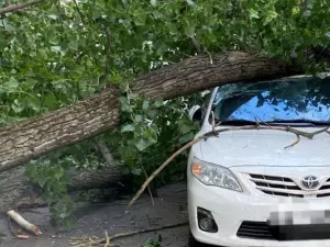 В центре Ростова огромное дерево рухнуло на припаркованное авто