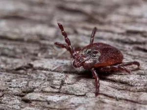 В Ростовской области от укусов клещей пострадали более тысячи детей