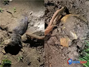 Десятки мертвых собак нашли рядом с центром содержания животных под Таганрогом