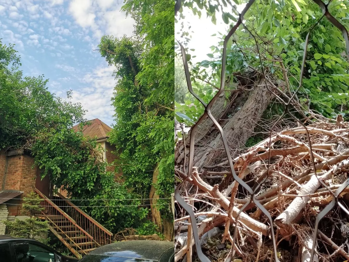 дерево угрожает дому и жизням (99) фото