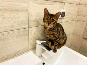 В Ростове сорвали сроки подачи воды в Советский район
