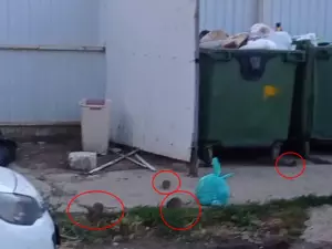 Полчища крыс захватывают улицы Ростова