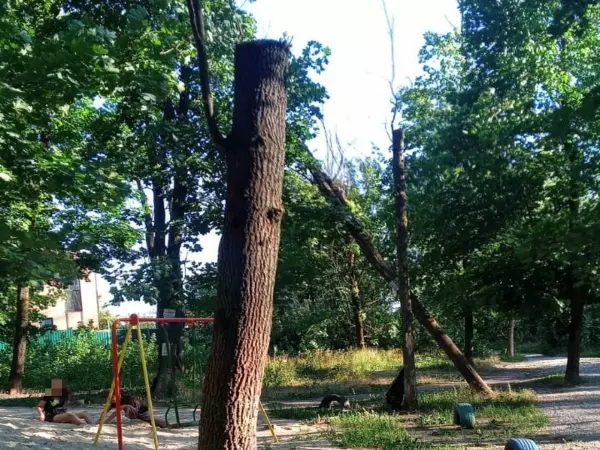 В Ростове упавшее дерево повисло над детской площадкой