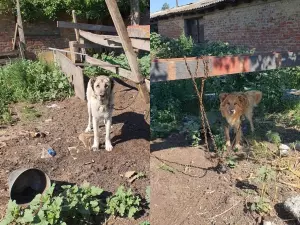 В Батайске неизвестные посадили двух собак на цепь и оставили умирать на жаре