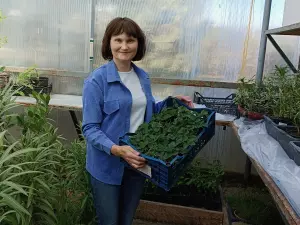 Победительница проекта «Четыре дачи» рассказала, как вырастить на огороде голубику