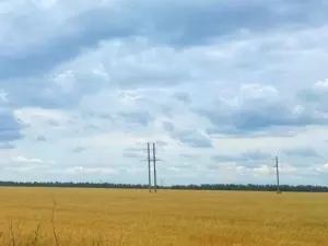В трех районах Ростовской области началась засуха