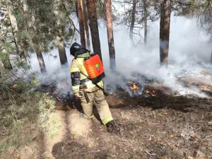 В Ростовской области потушили крупный лесной пожар