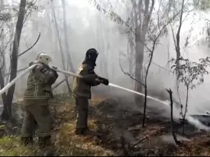 Лесной пожар в Ростовской области локализовали на 123 гектарах