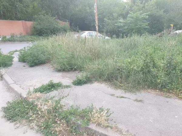 В Ростове двор на Орбитальной заполонила амброзия