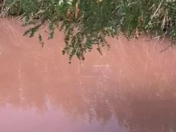 Под Ростовом вода в канале окрасилась в розовый цвет