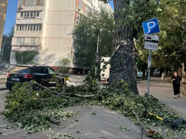 В Ростове часть огромного дерева обвалилась на тротуар