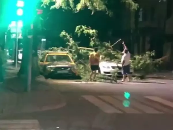 В Ростове на Серафимовича огромное дерево придавило машину