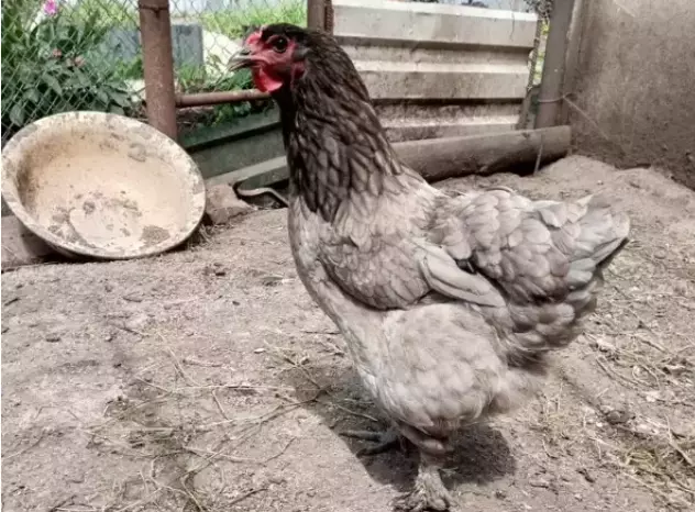 На Камчатке ввели режим ЧС из-за птичьего гриппа на птицефабрике
