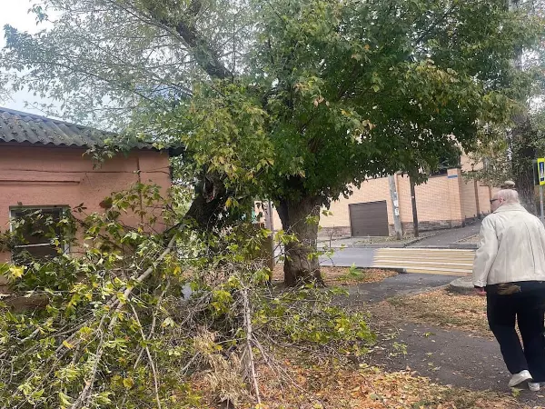 Упавшая из-за ветра ветка в Ростове на Ивановского перегородила проход людям