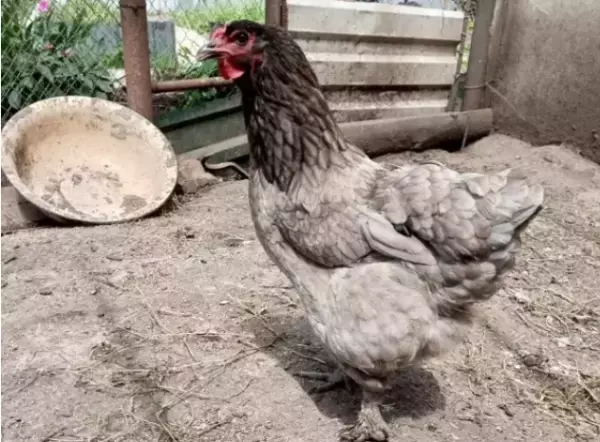 На Камчатке ввели режим ЧС из-за птичьего гриппа на птицефабрике