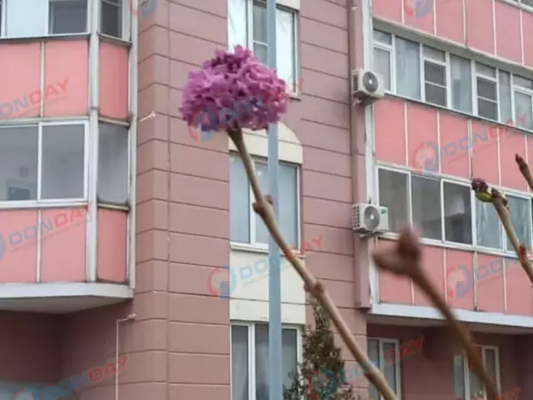 В Ростове в ноябре зацвели деревья