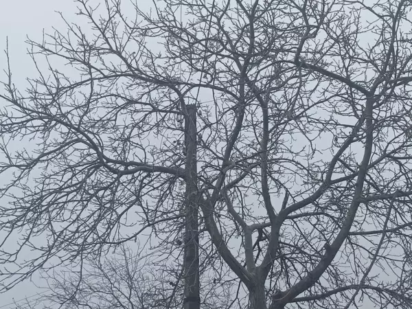 В Ростове сухое дерево повисло на проводах ЛЭП