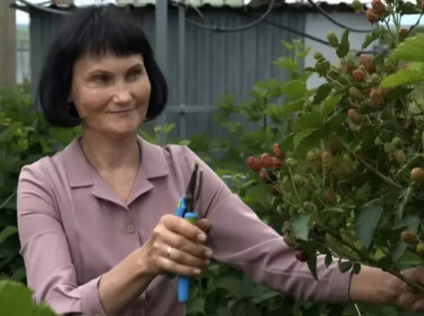 Дачница из Ростовской области рассказала, как обрезать плодовые деревья правильно