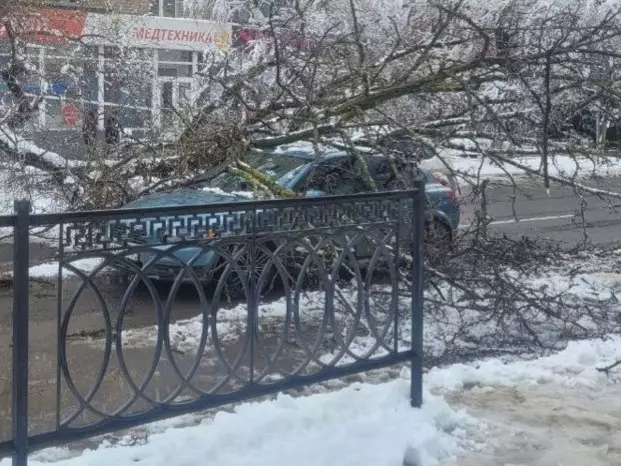 Огромное дерево упало на Варфоломеева в Ростове