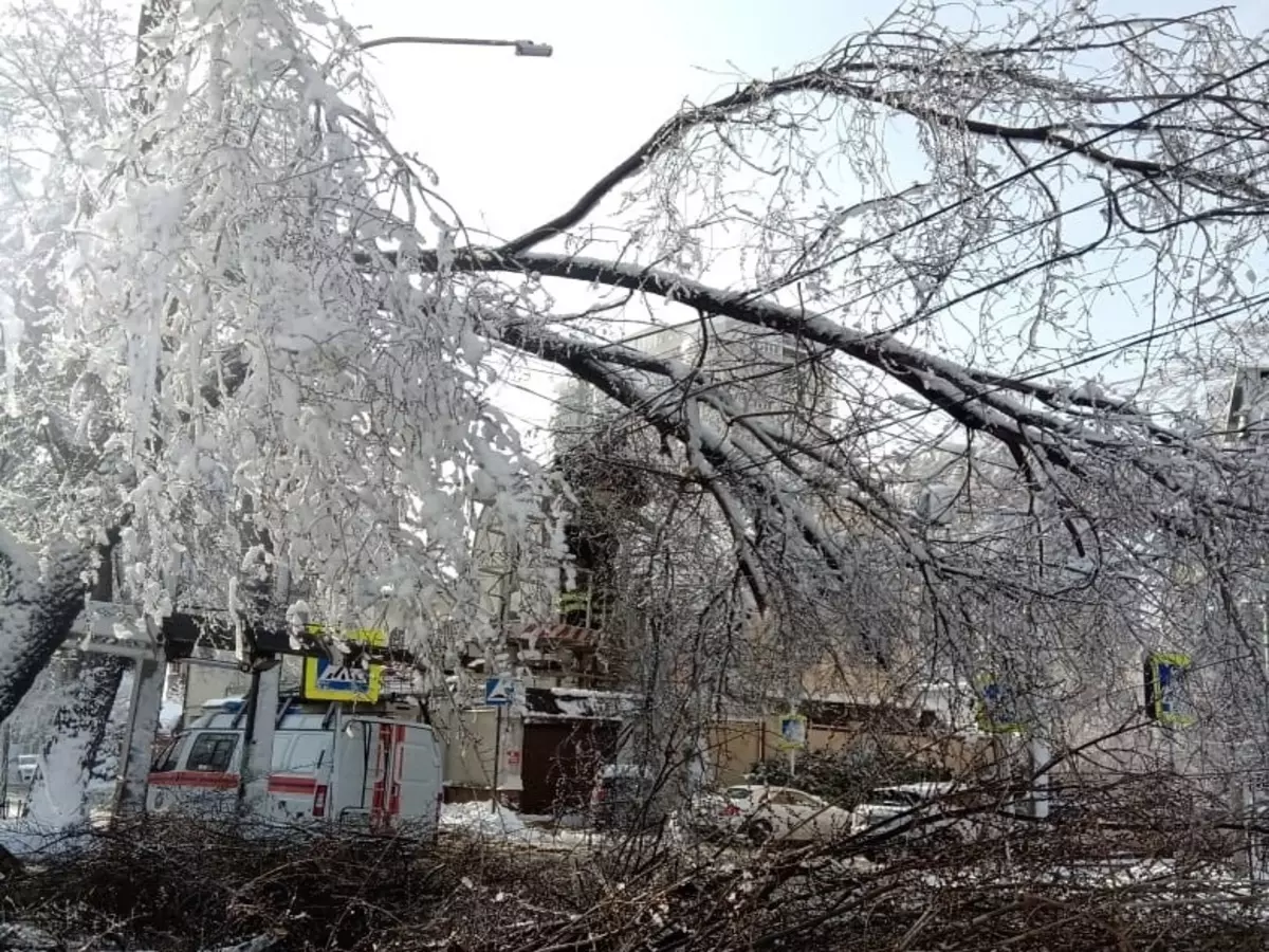 В Ростове из-за снегопада 4 февраля упали 129 деревьев