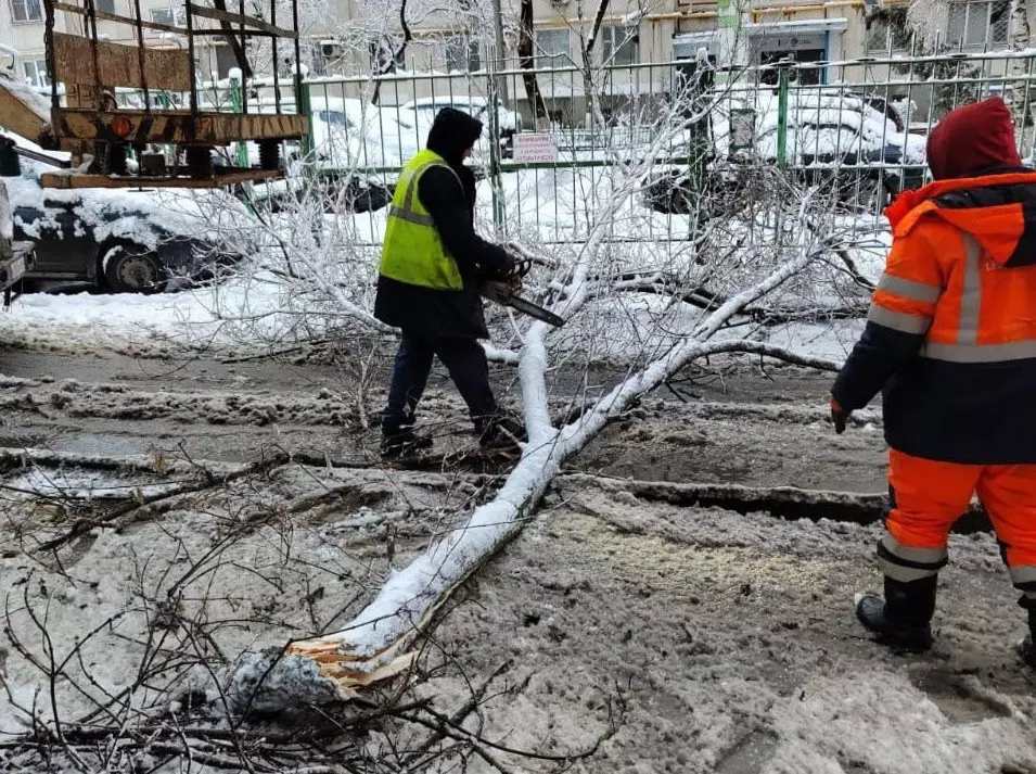 Более 200 деревьев упали в Ростове из-за непогоды