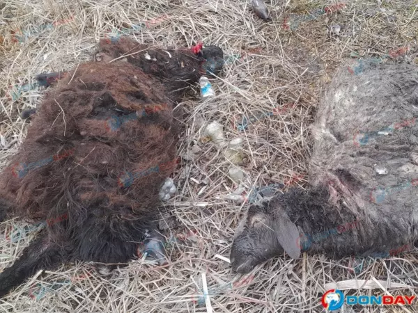 В хуторе под Шахтами хищники разодрали скот