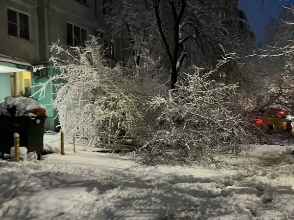 В Ростове из-за мокрого снега упало 41 дерево