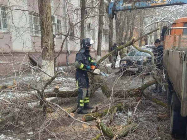 В Ростове на припаркованную машину рухнуло дерево
