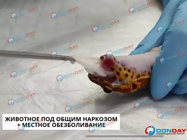 В Ростове ящерица перепутала свою кожу с салфеткой и съела ее