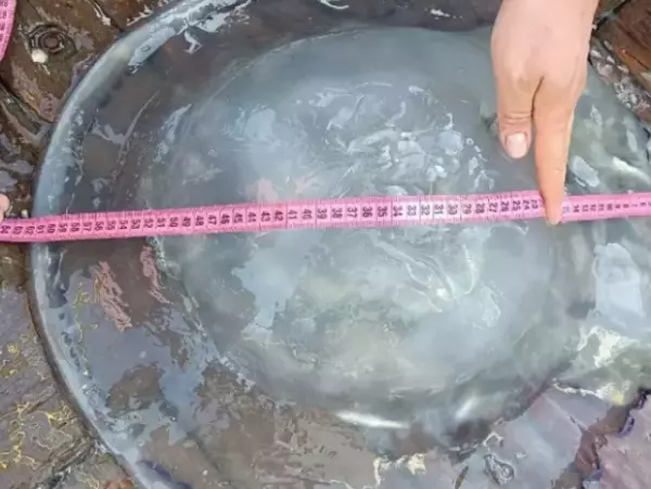 В Азовском море поставят растяжные сети для защиты от медуз