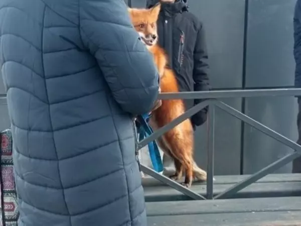 В Батайске на остановке заметили лису