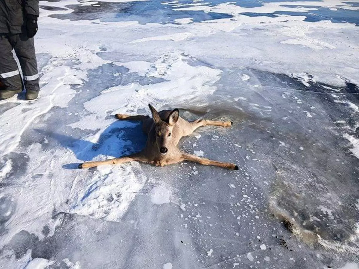Косуля поскользнулась на льду Байкала и не смогла встать