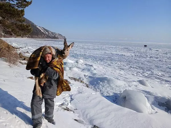 Косуля поскользнулась на льду Байкала и не смогла встать