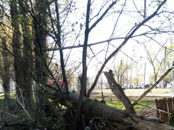 В Ростове на 2-й Краснодарской не убирают огромное дерево во дворе жилого дома