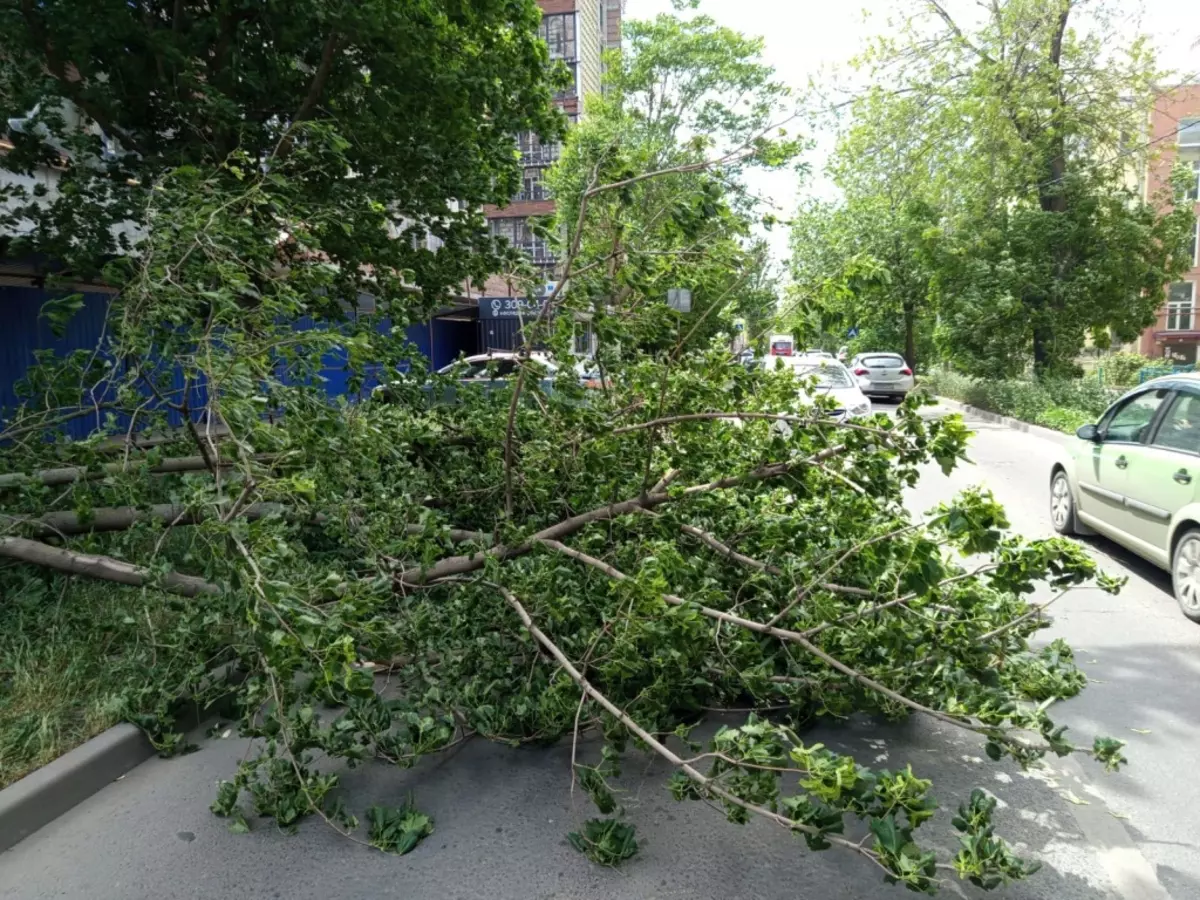 В Ростове в период ураганного ветра упали 50 деревьев