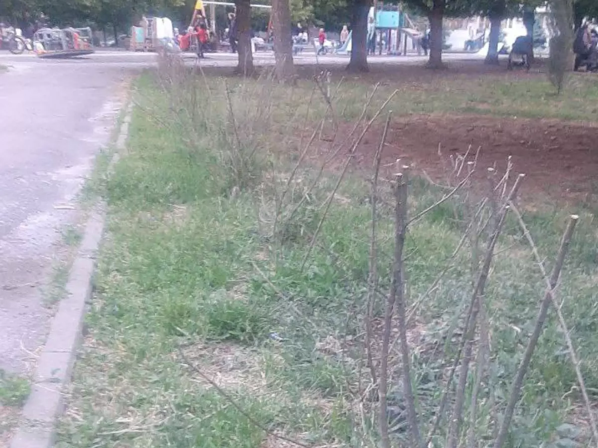На Сельмаше засохли деревья, высаженные в 2024 году во время дня древонасаждения