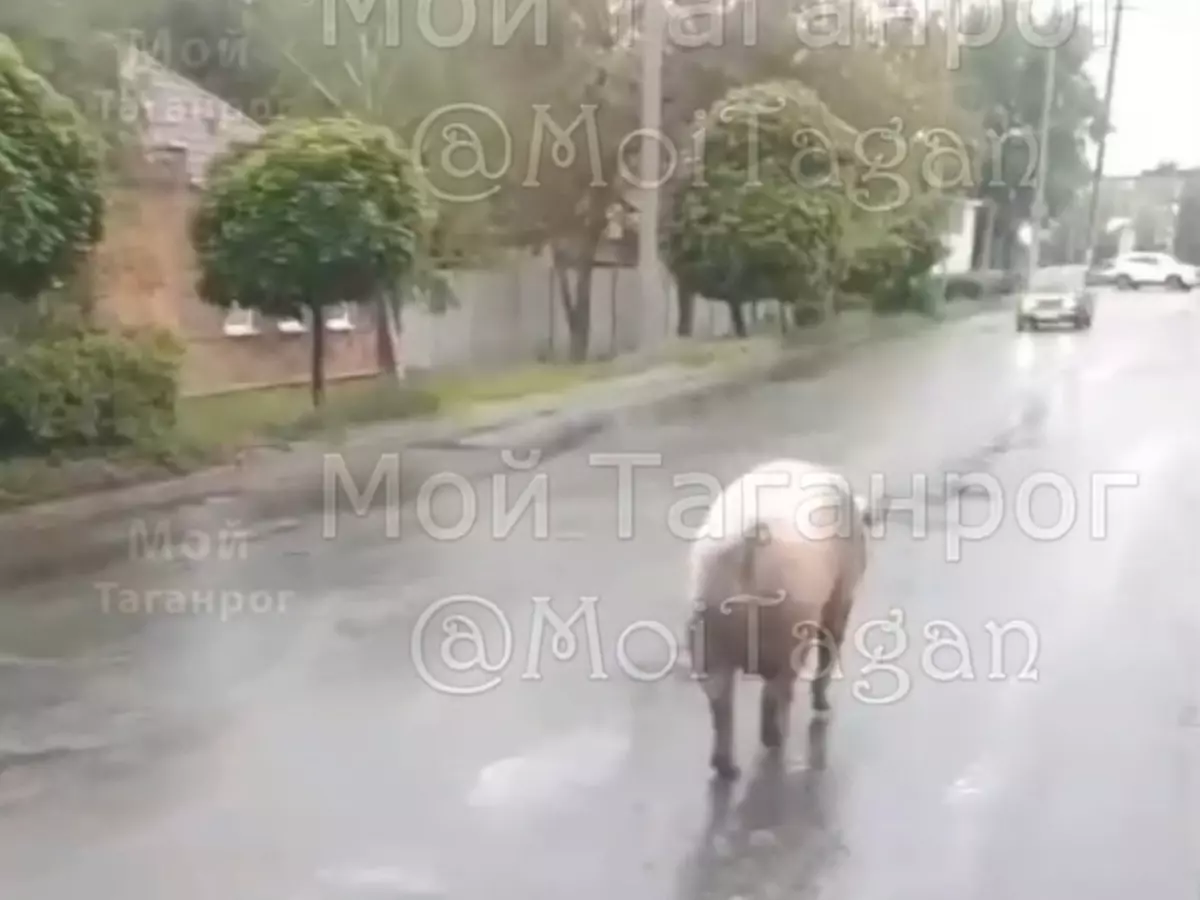 В Таганрог горожане обнаружили гуляющую свиную