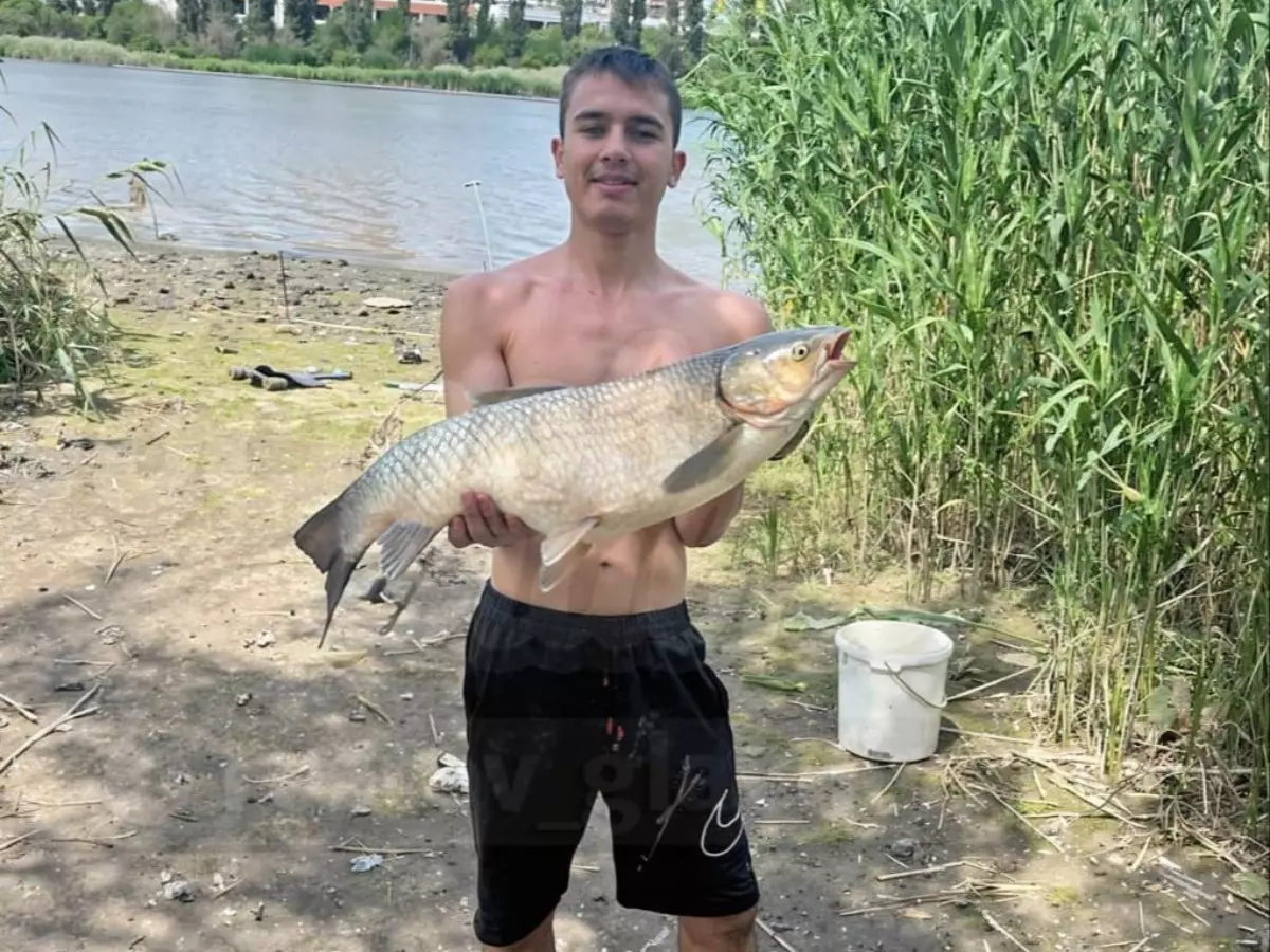 На Зеленом острове в Ростове парень поймал гигантского амура