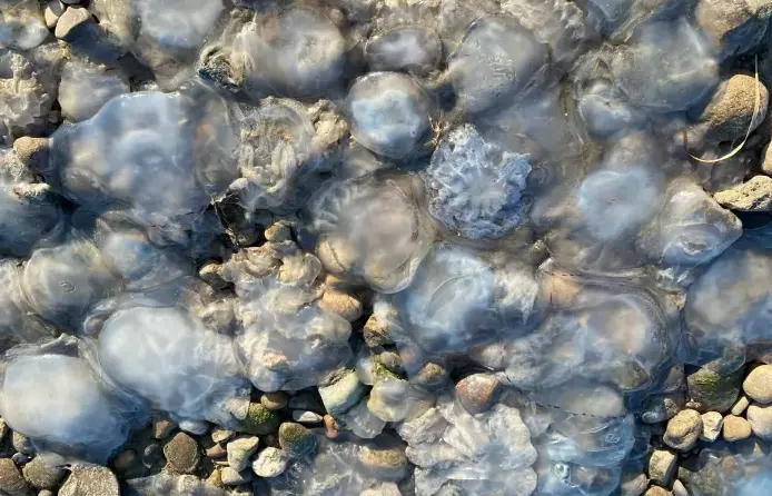 Ученые установили причину нашествия медуз в Азовском море