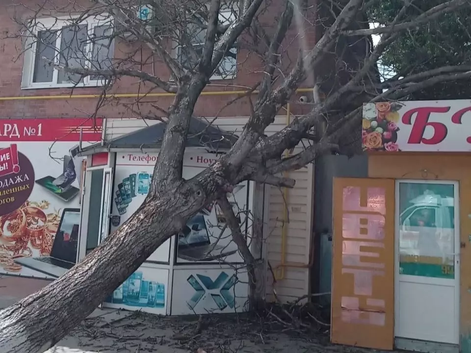 Огромное сухое дерево упало на двухэтажку в Ростовской области