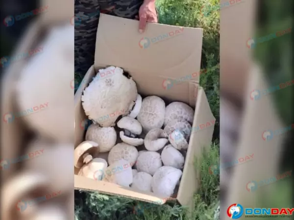 В Ростовской области грибник нашел гигантские шампиньоны-монстры