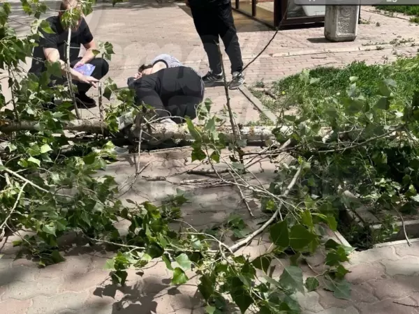 В Ростове на женщину упало дерево